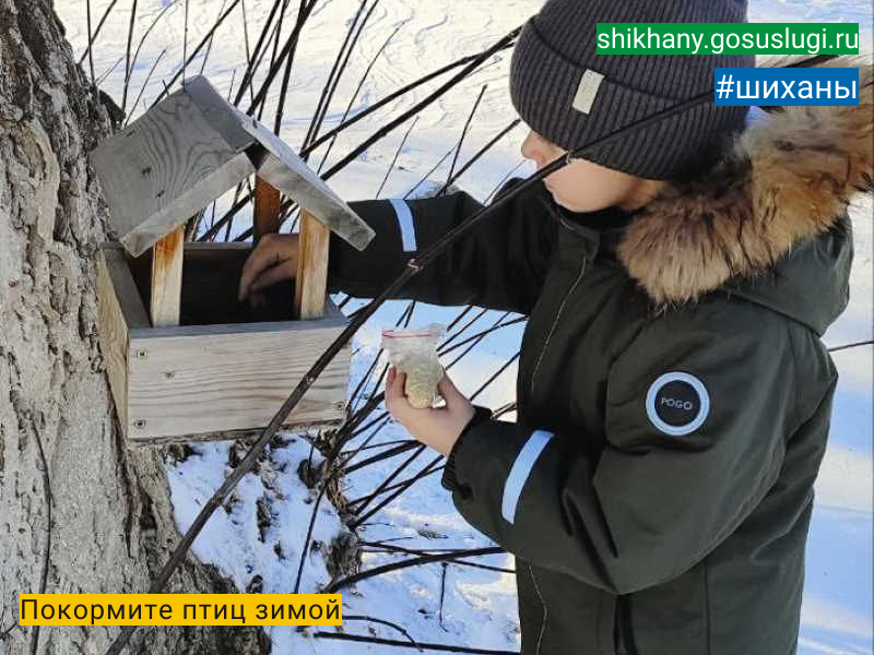 Покормите птиц зимой.