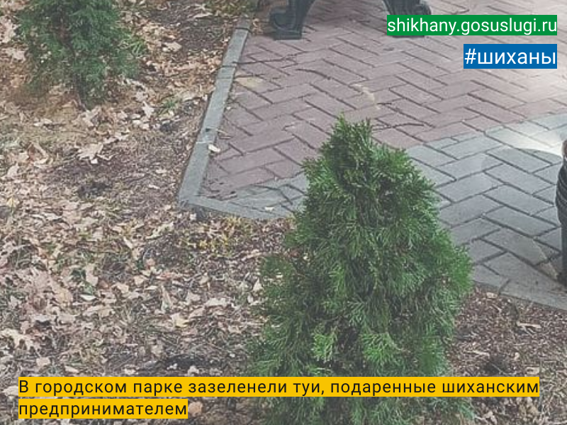 В городском парке зазеленели туи,  подаренные шиханским предпринимателем.
